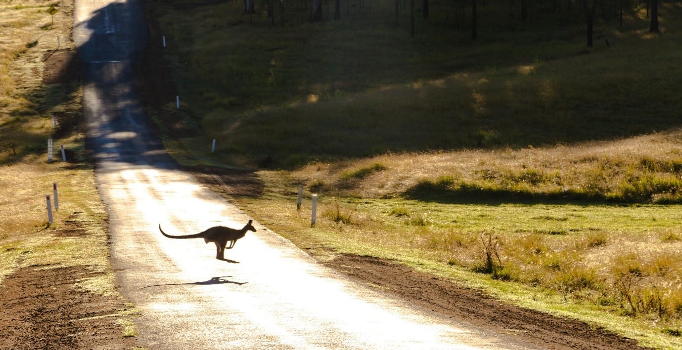 How Eating Kangaroo Meat Could Save the Outback!