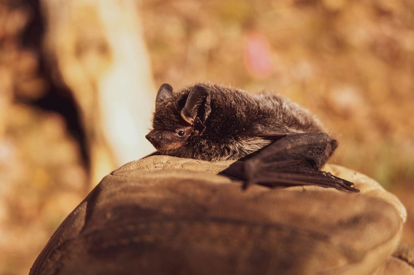 The Amazing Ability of Echolocation in Bats