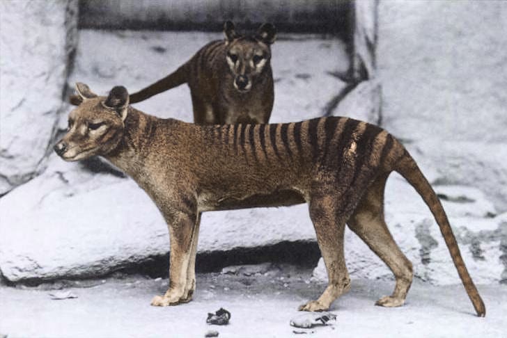 Is the Tasmanian Tiger Really Extinct?  Science Proves Hunting Couldn’t Have Driven the Thylacine to Extinction