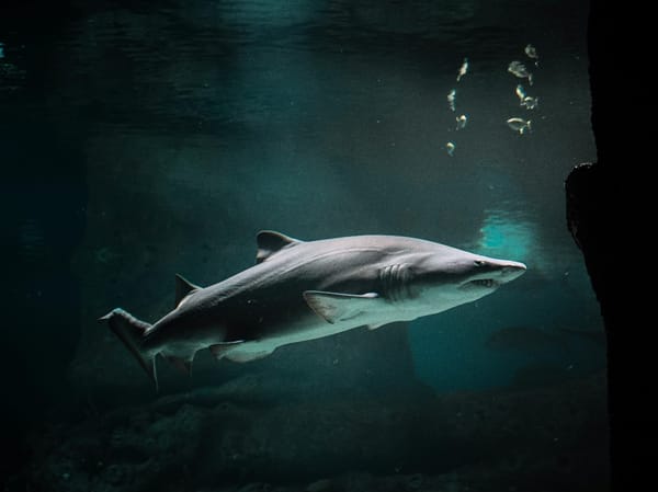 Can Sharks Smell Blood?