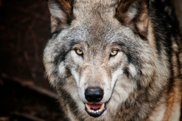 Dire Wolves Are Back!!! Not Really, The Truth Behind this De-extinction